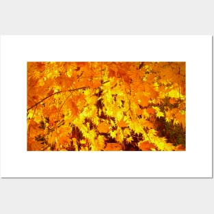 Beautiful golden maple leaves Posters and Art